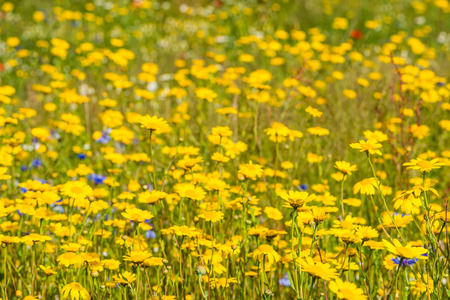 30419107 - closeup of yellow blooming corn daisy or glebionis segetum plants in their natural habitat with other wildflowers